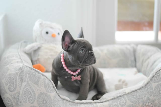 French Bulldog Puppies media 10