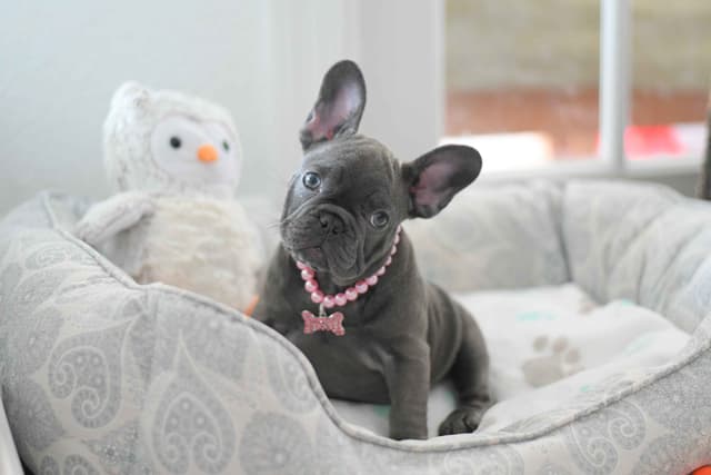 French Bulldog Puppies media 11