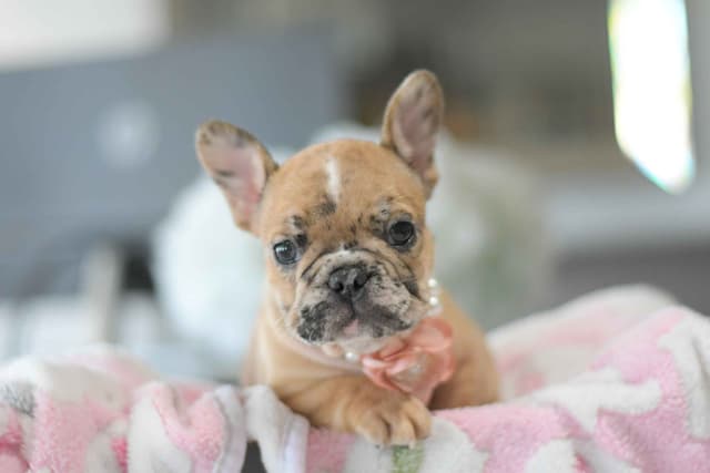 French Bulldog Puppies media 12