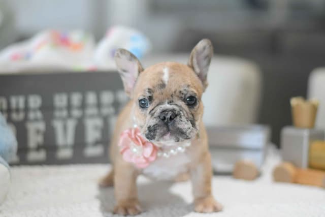French Bulldog Puppies media 13
