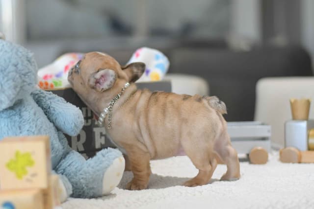 French Bulldog Puppies media 14