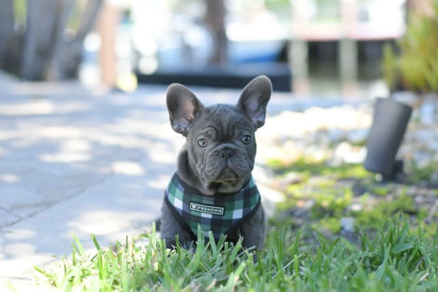 French Bulldog Puppies media 15