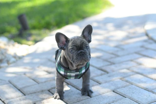 French Bulldog Puppies media 16