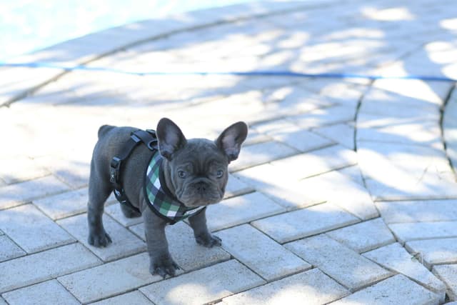 French Bulldog Puppies media 17