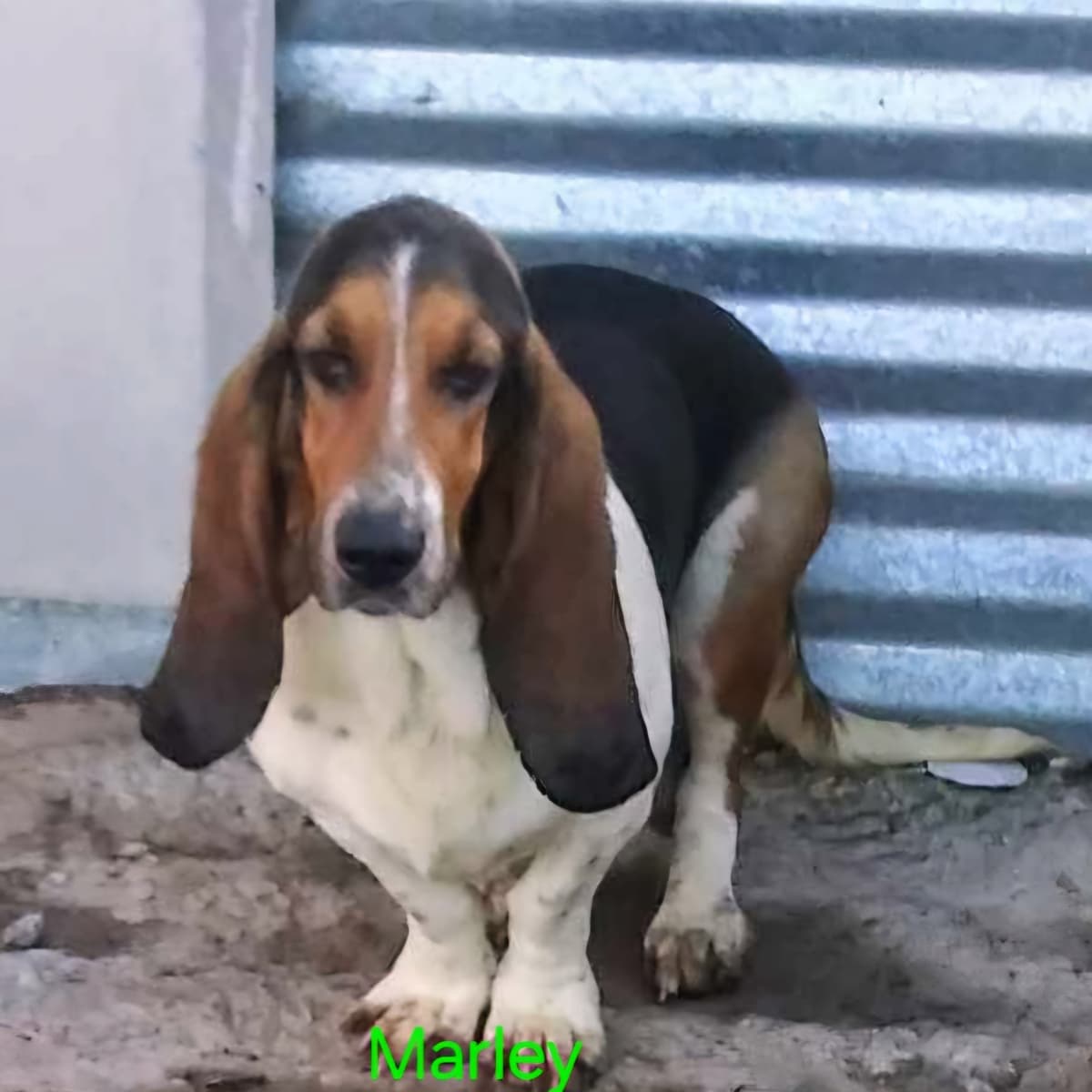 Basset Hound Puppies breeder image 1