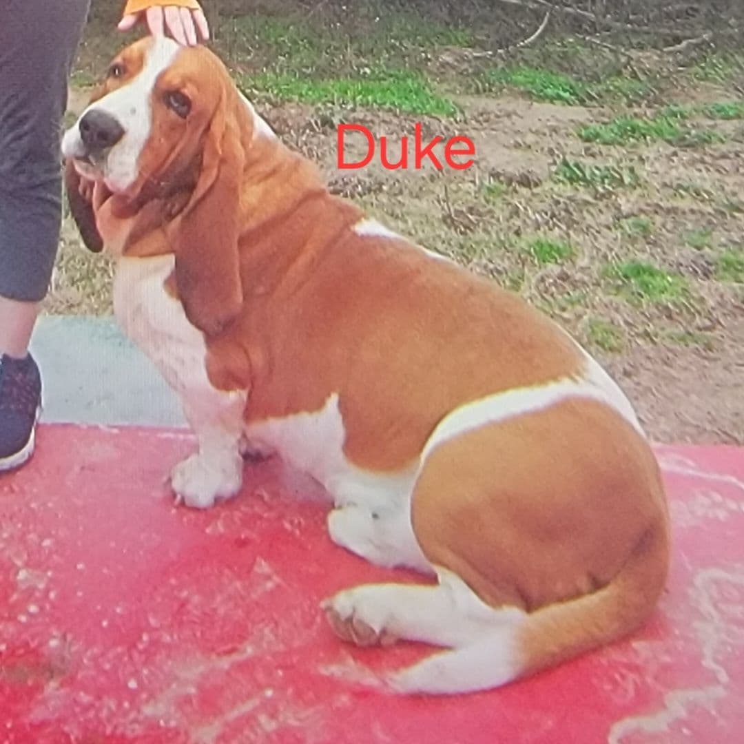 Basset Hound Puppies breeder image 3