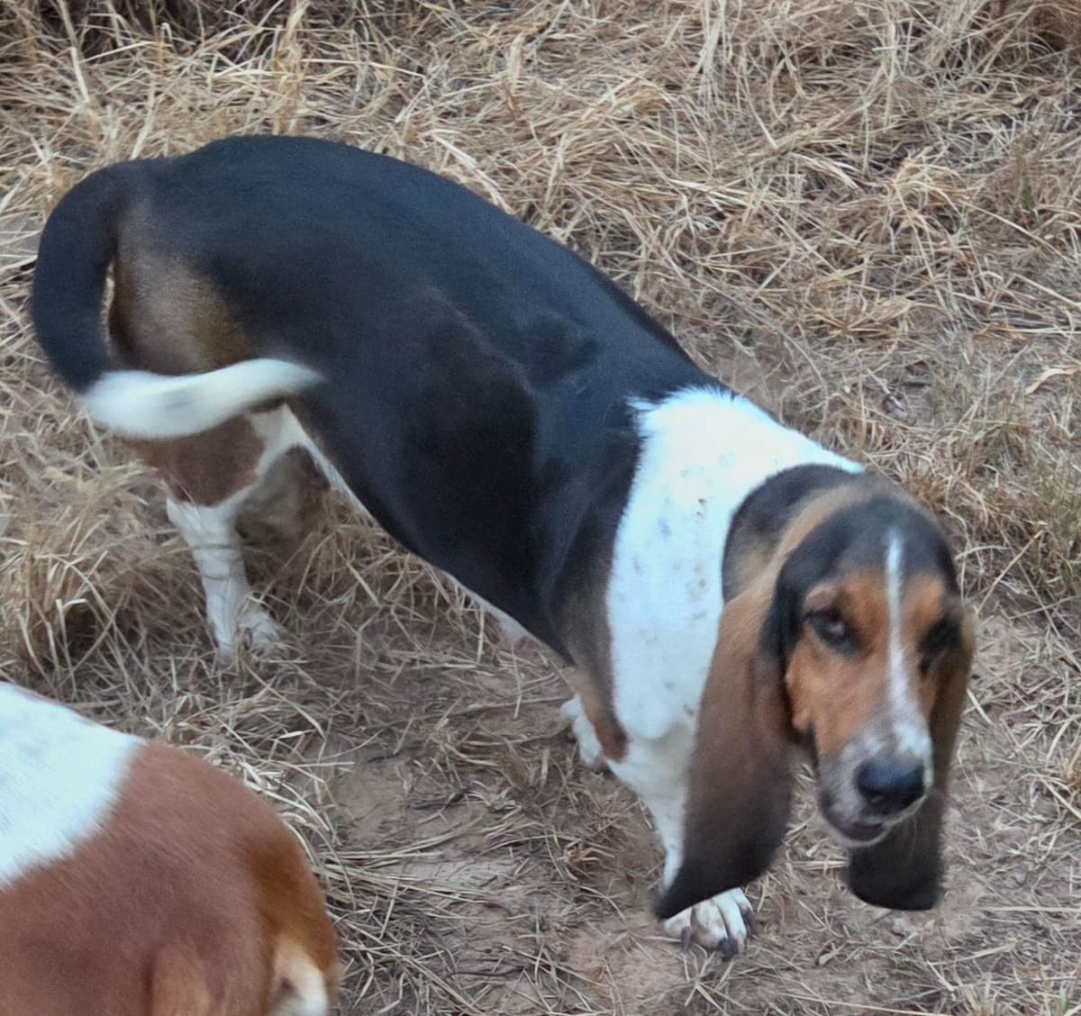 Basset Hound Puppies breeder image 4