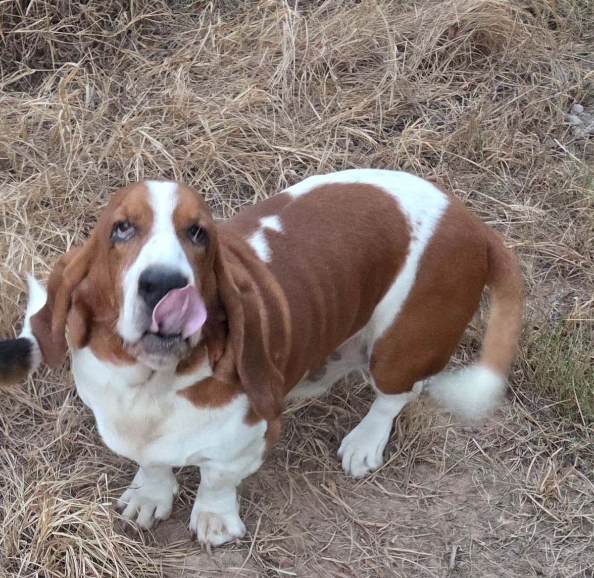 Basset Hound Puppies breeder image 5
