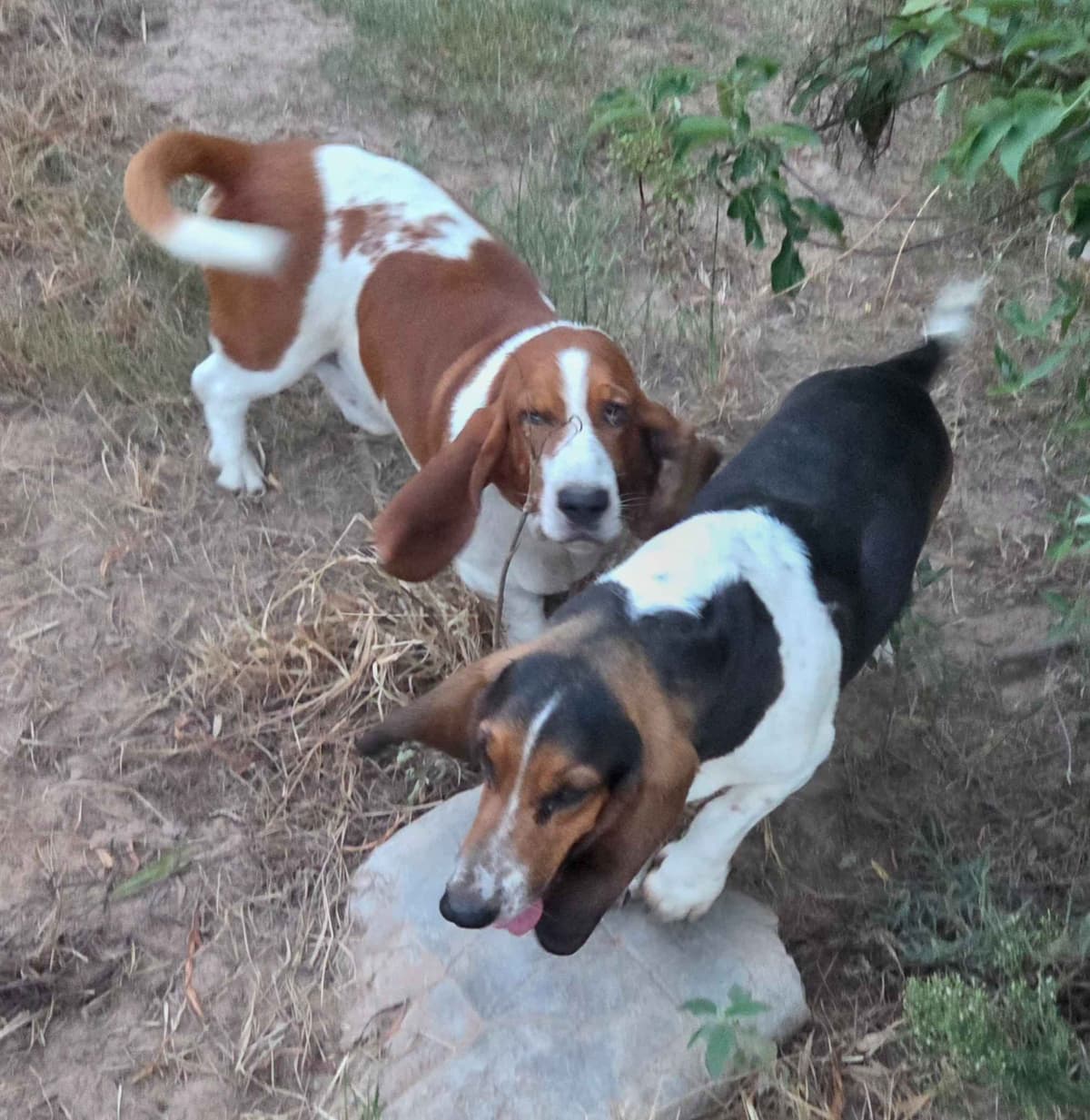 Basset Hound Puppies breeder image 6