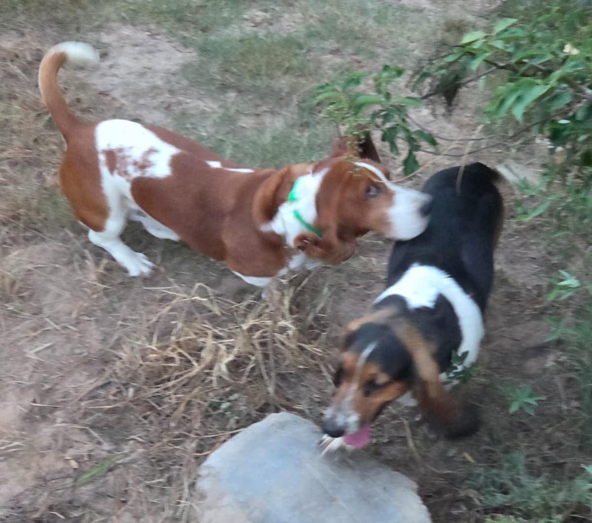 Basset Hound Puppies breeder image 7