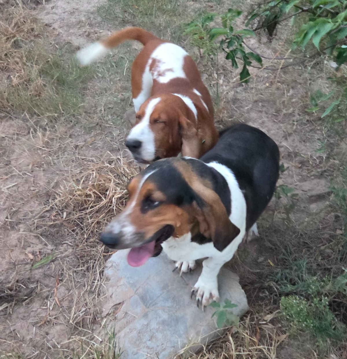 Basset Hound Puppies breeder image 8