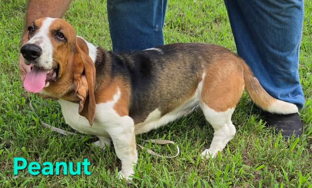 Basset Hound Puppies media 2