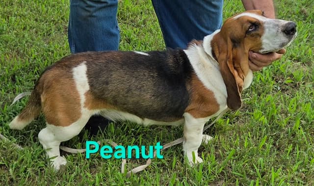 Basset Hound Puppies media 3