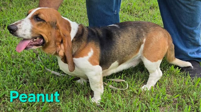 Basset Hound Puppies media 4