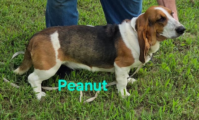 Basset Hound Puppies media 5