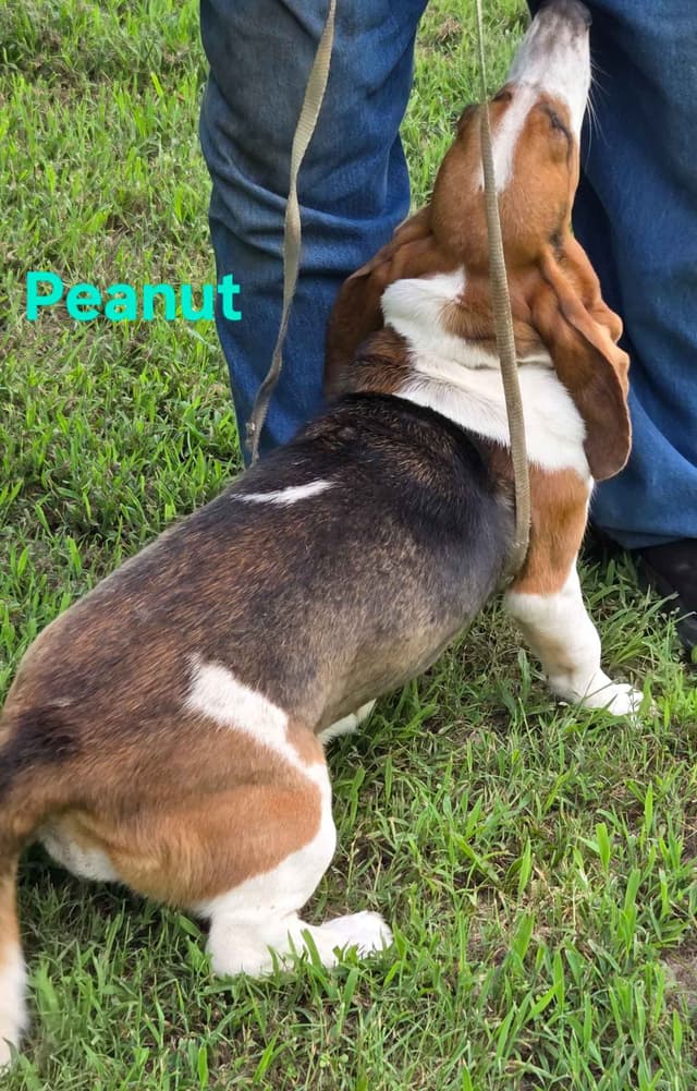 Basset Hound Puppies media 6