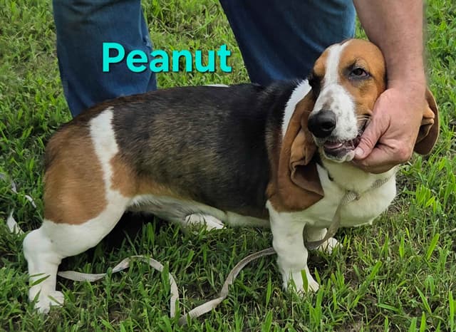 Basset Hound Puppies media 7