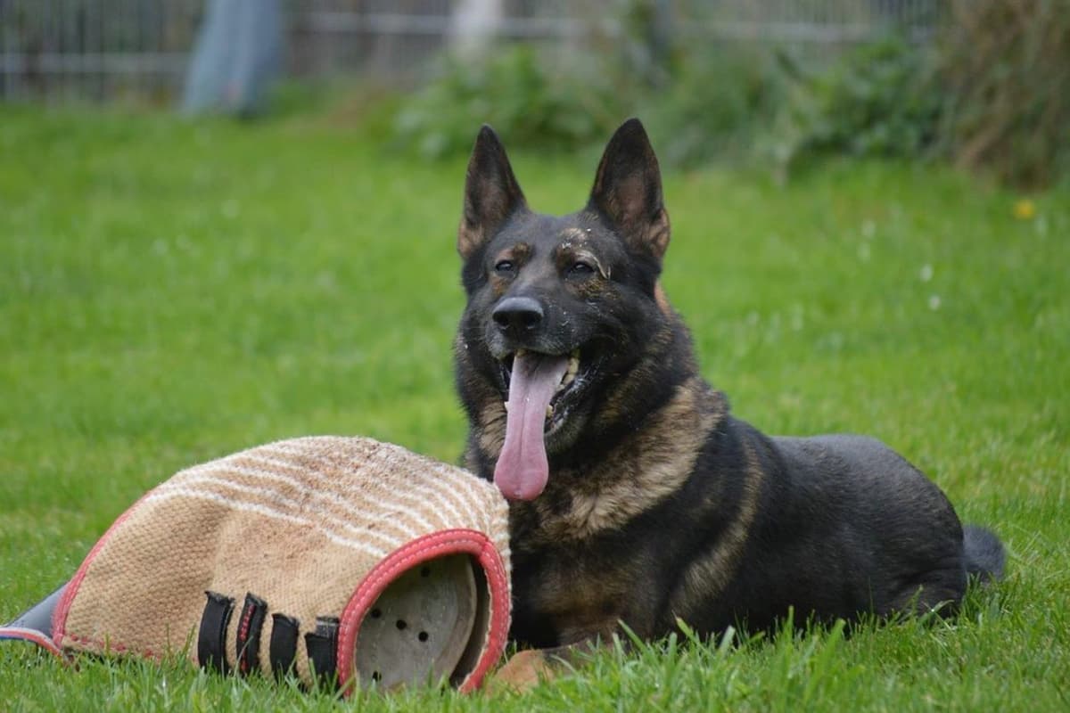 1 Gorgeous, all black, working line, German Shepherd breeder image 2