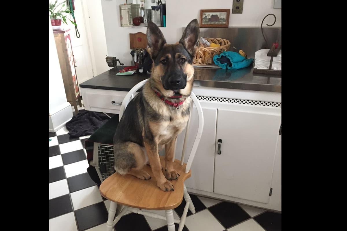 1 Gorgeous, all black, working line, German Shepherd breeder image 3