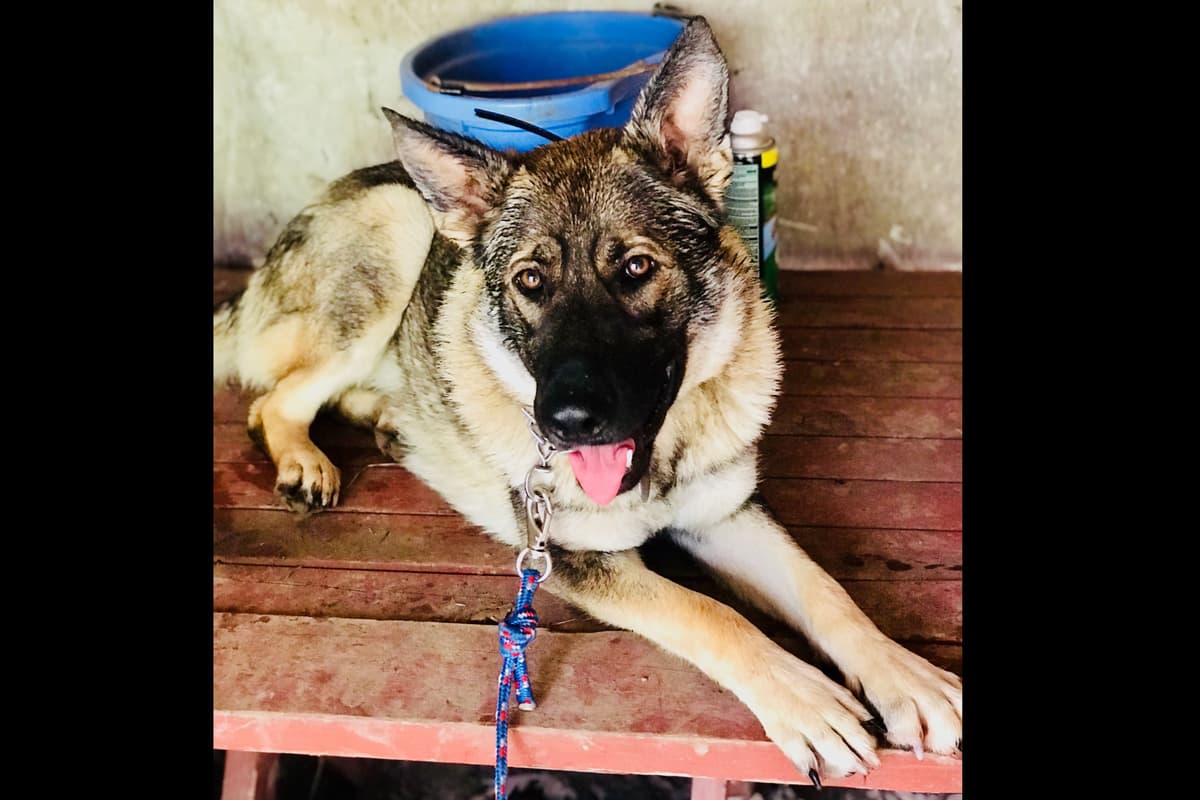 1 Gorgeous, all black, working line, German Shepherd breeder image 5