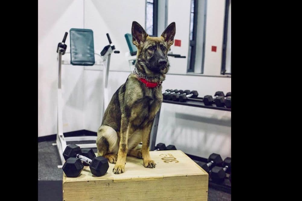 1 Gorgeous, all black, working line, German Shepherd breeder image 6