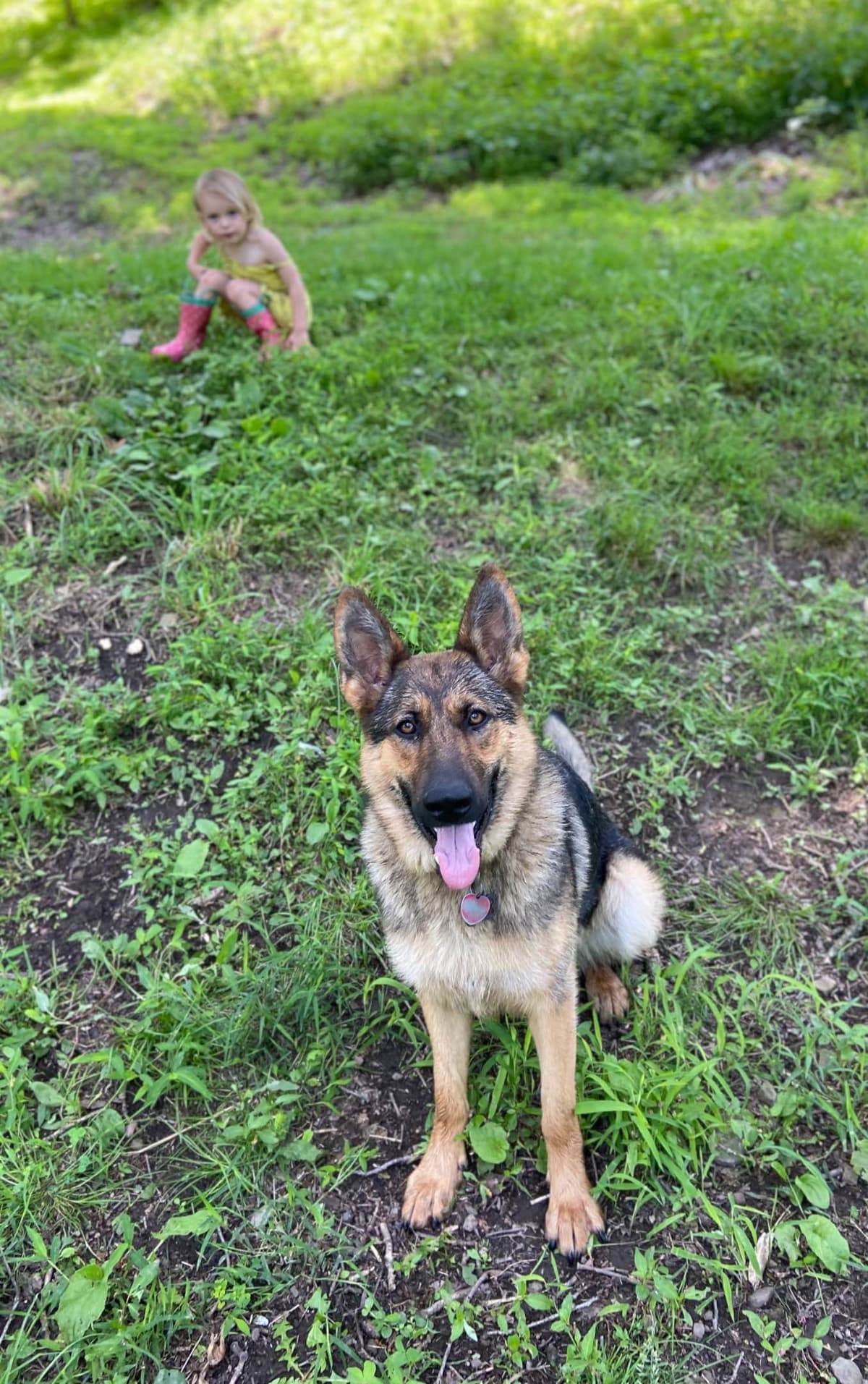 1 Gorgeous, all black, working line, German Shepherd breeder image 7