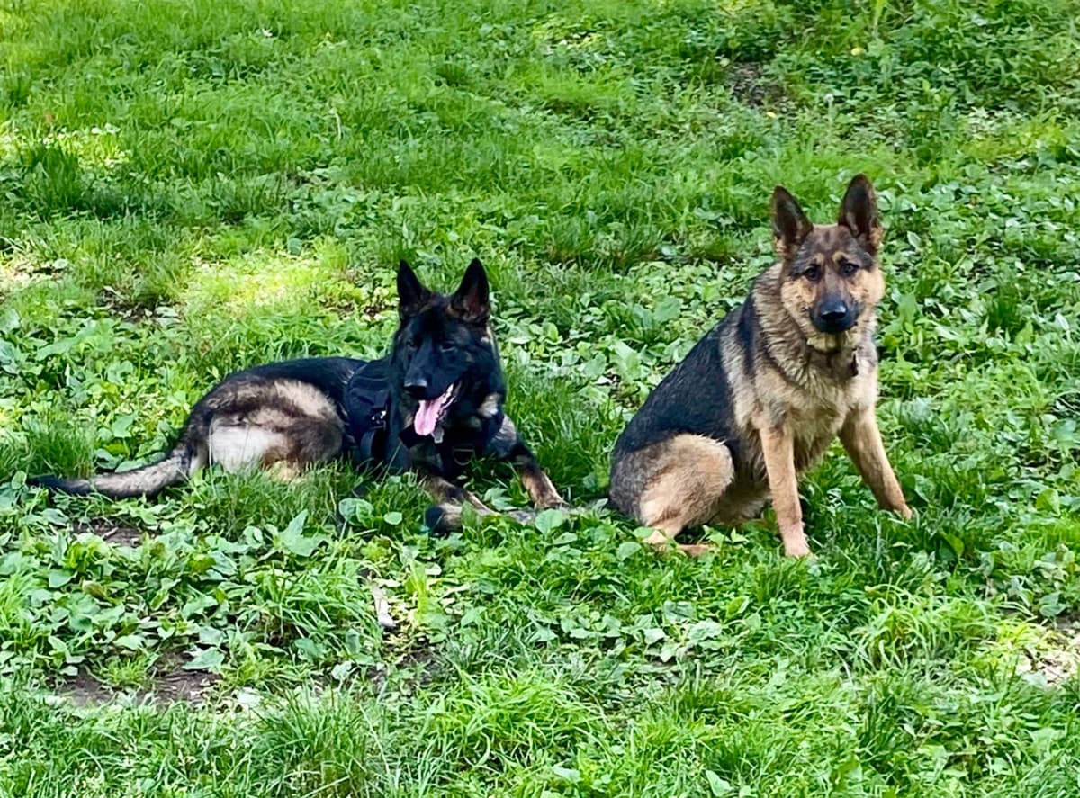 1 Gorgeous, all black, working line, German Shepherd breeder image 8