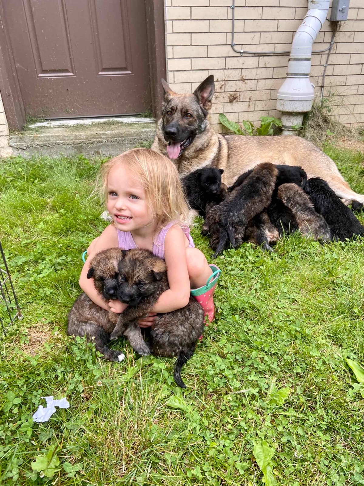 1 Gorgeous, all black, working line, German Shepherd breeder image 1