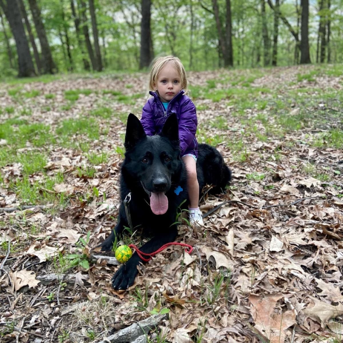 1 Gorgeous, all black, working line, German Shepherd breeder image 9