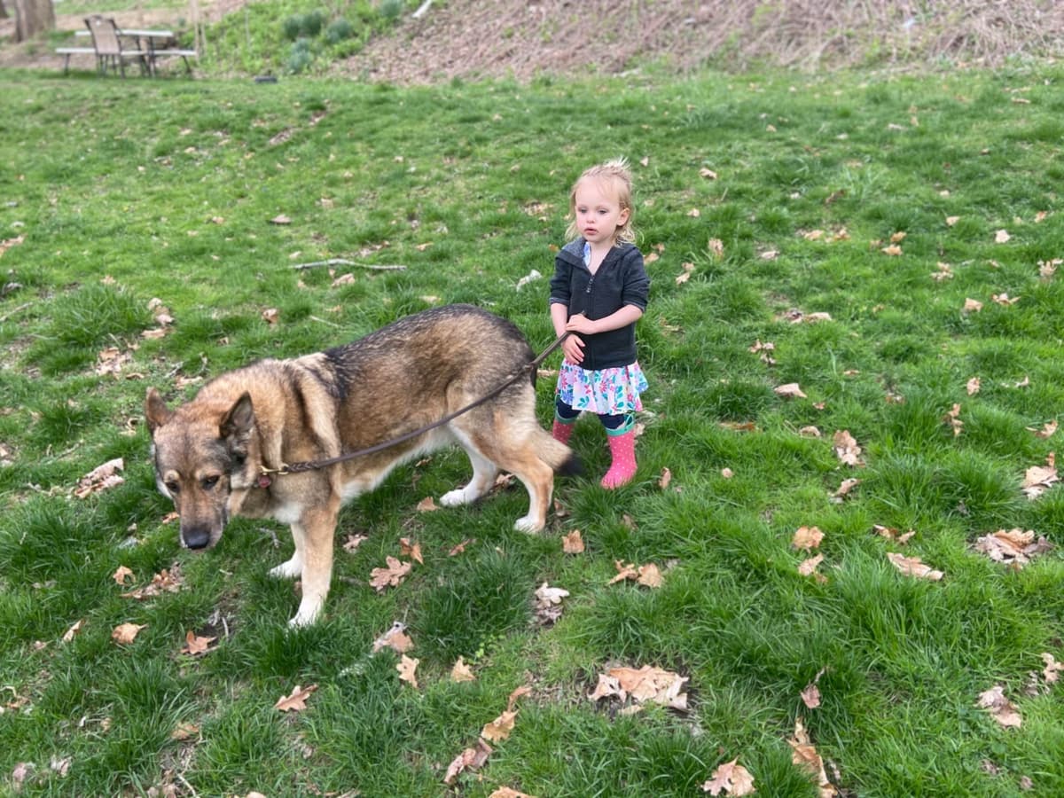 1 Gorgeous, all black, working line, German Shepherd breeder image 10