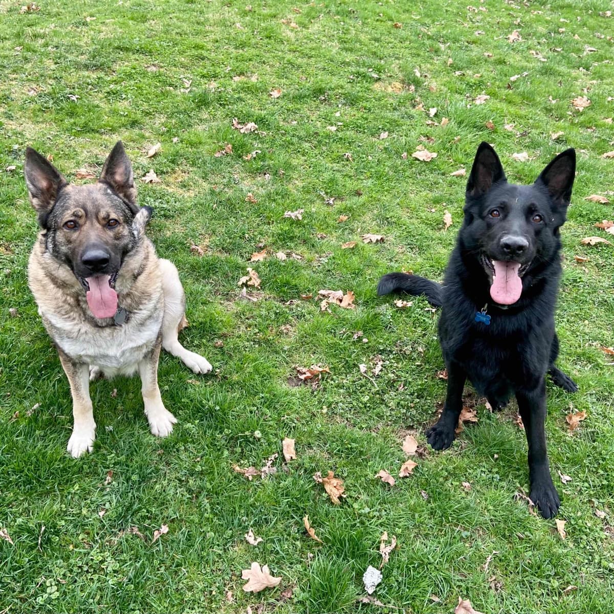 1 Gorgeous, all black, working line, German Shepherd breeder image 12