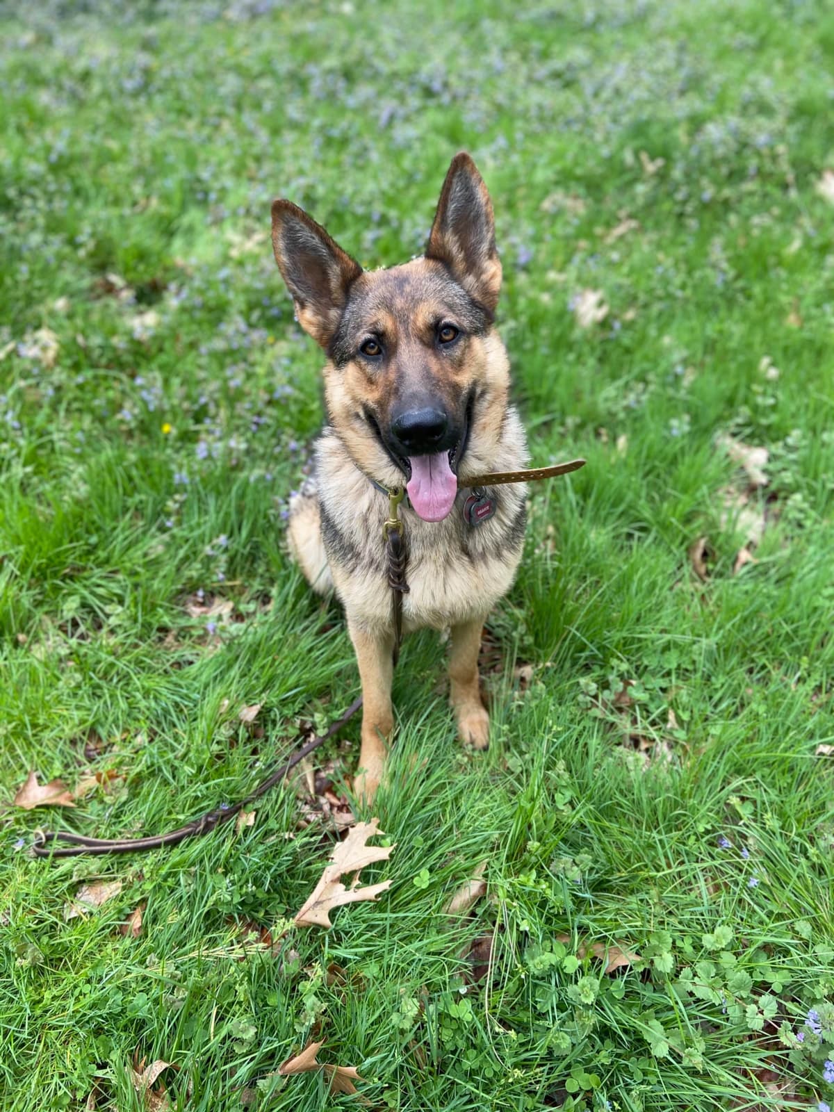 1 Gorgeous, all black, working line, German Shepherd breeder image 13