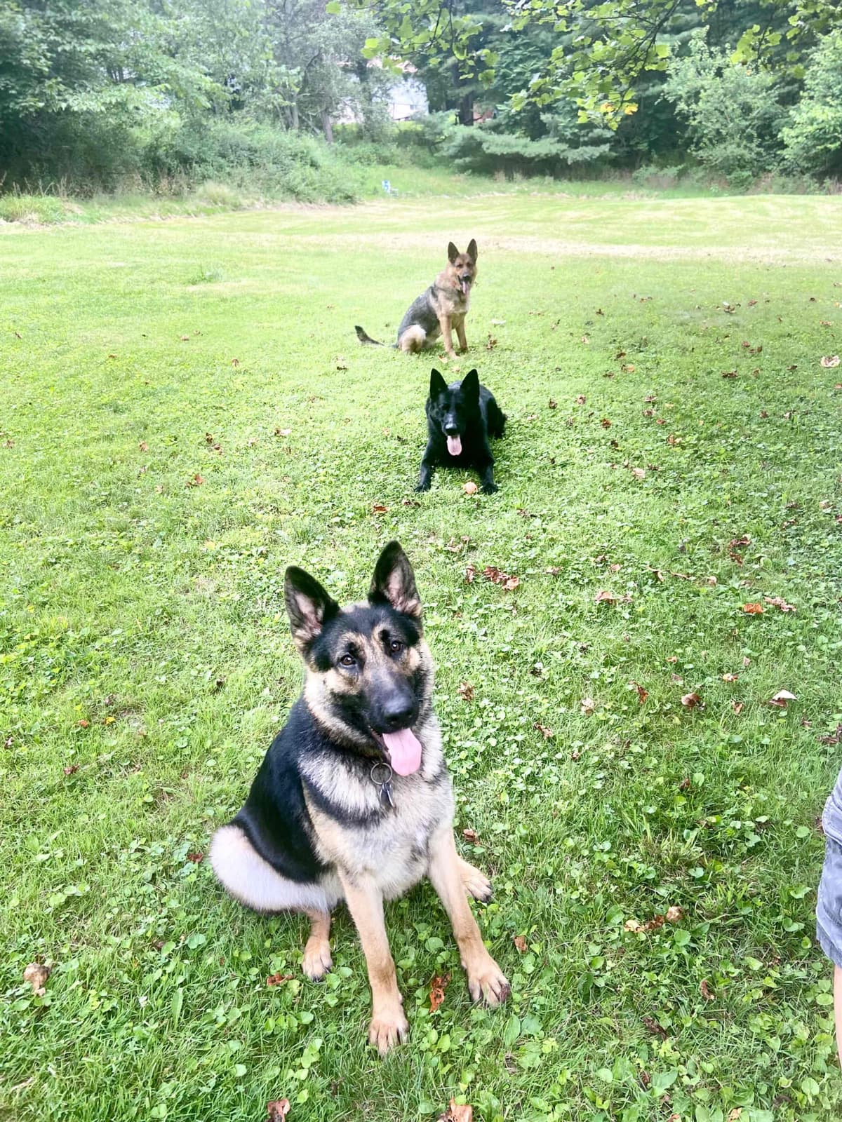 1 Gorgeous, all black, working line, German Shepherd breeder image 17