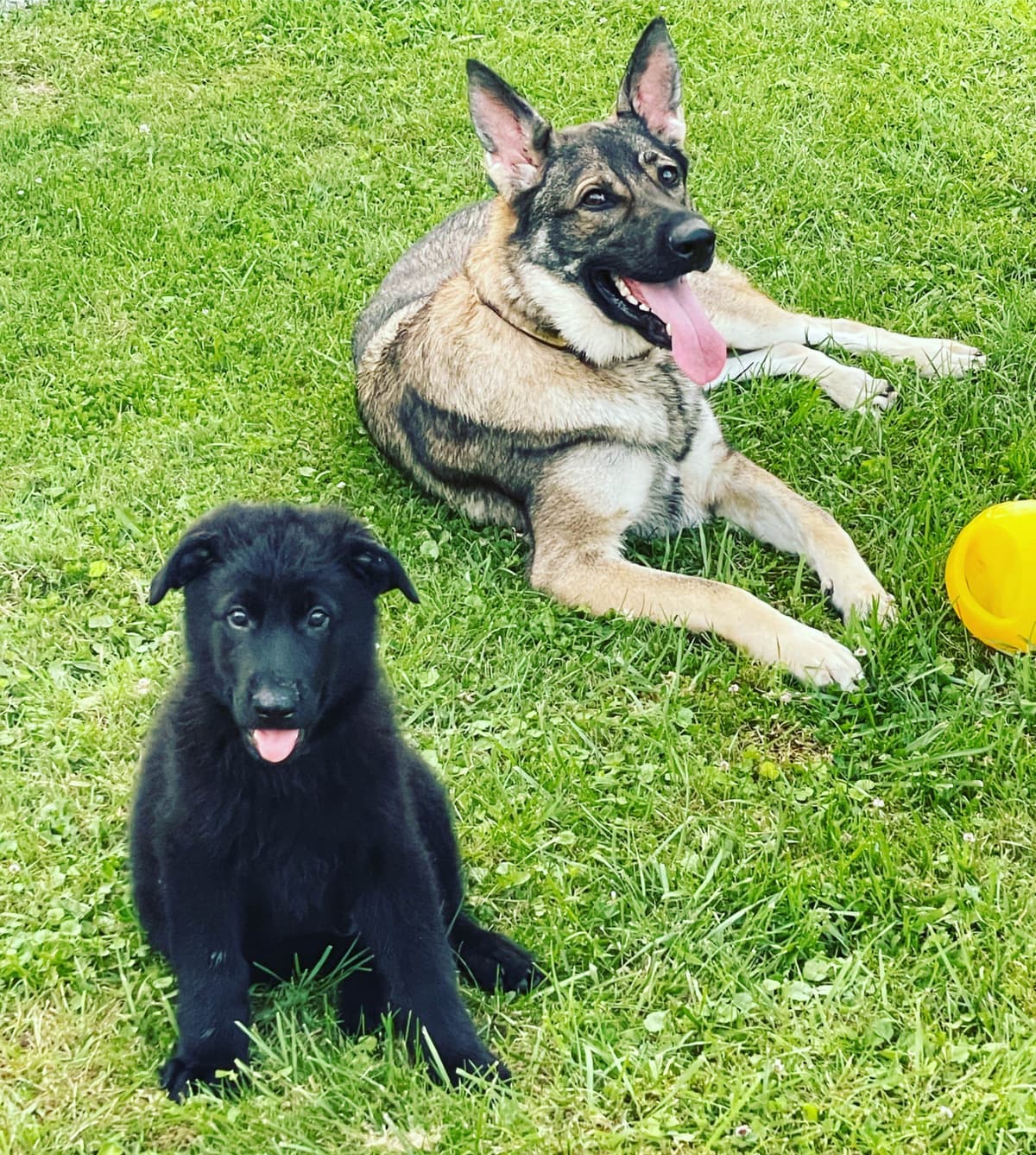1 Gorgeous, all black, working line, German Shepherd breeder image 18