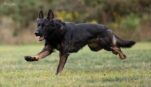 1 Gorgeous, all black, working line, German Shepherd media 4