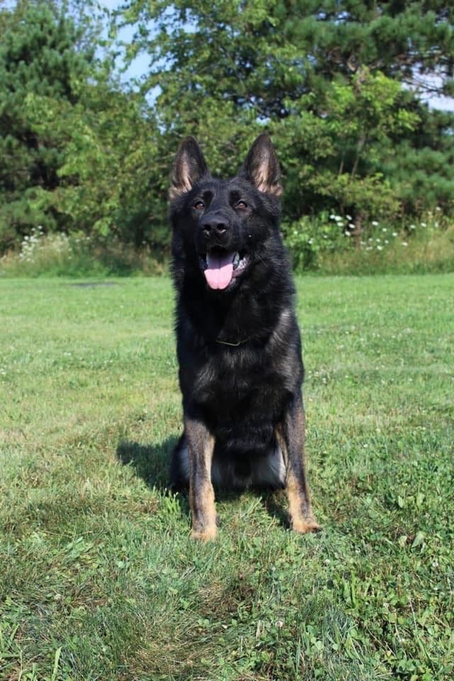 1 Gorgeous, all black, working line, German Shepherd media 5