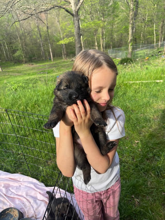 1 Gorgeous, all black, working line, German Shepherd media 6