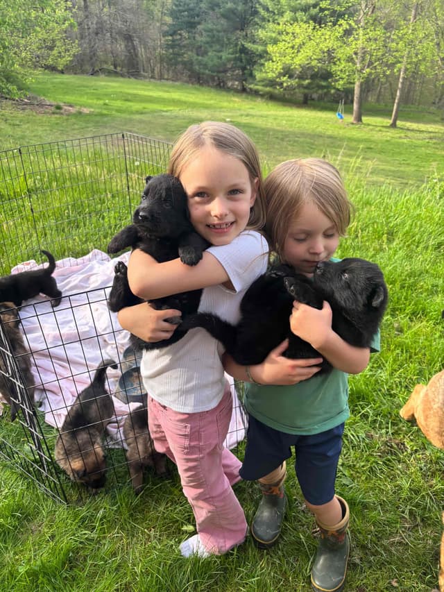 1 Gorgeous, all black, working line, German Shepherd media 8