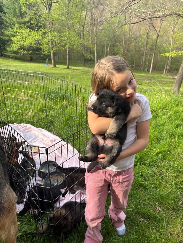 1 Gorgeous, all black, working line, German Shepherd media 9