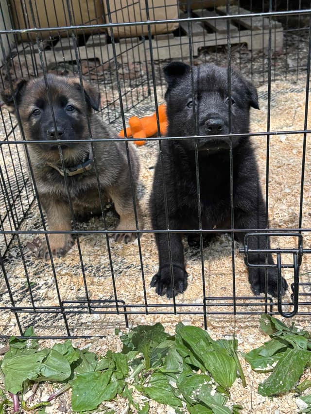 1 Gorgeous, all black, working line, German Shepherd media 10