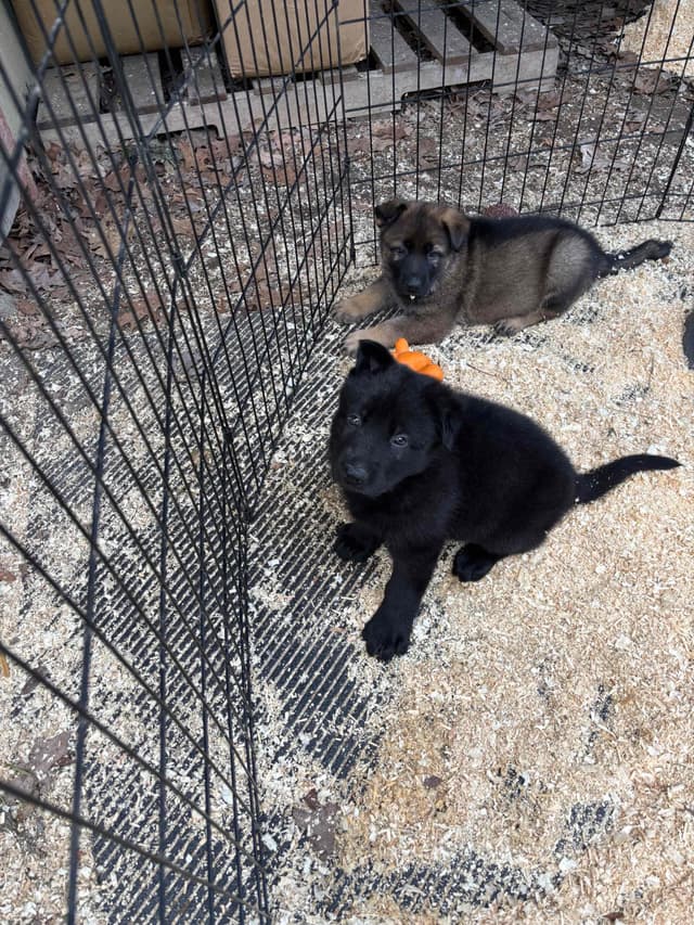 1 Gorgeous, all black, working line, German Shepherd media 2
