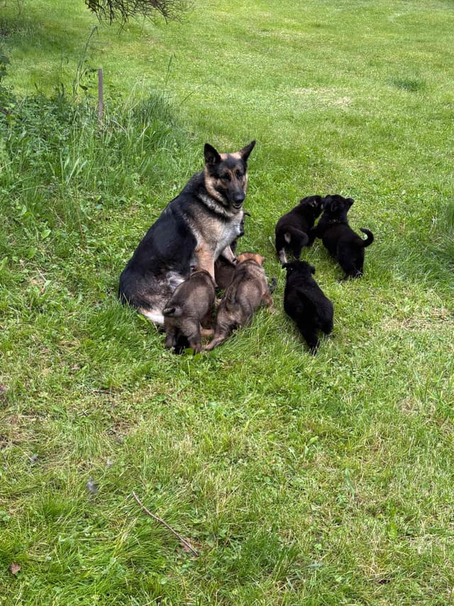 1 Gorgeous, all black, working line, German Shepherd media 12