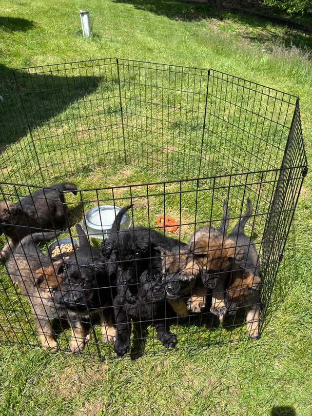 1 Gorgeous, all black, working line, German Shepherd media 11