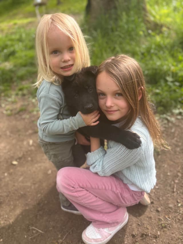 1 Gorgeous, all black, working line, German Shepherd media 13