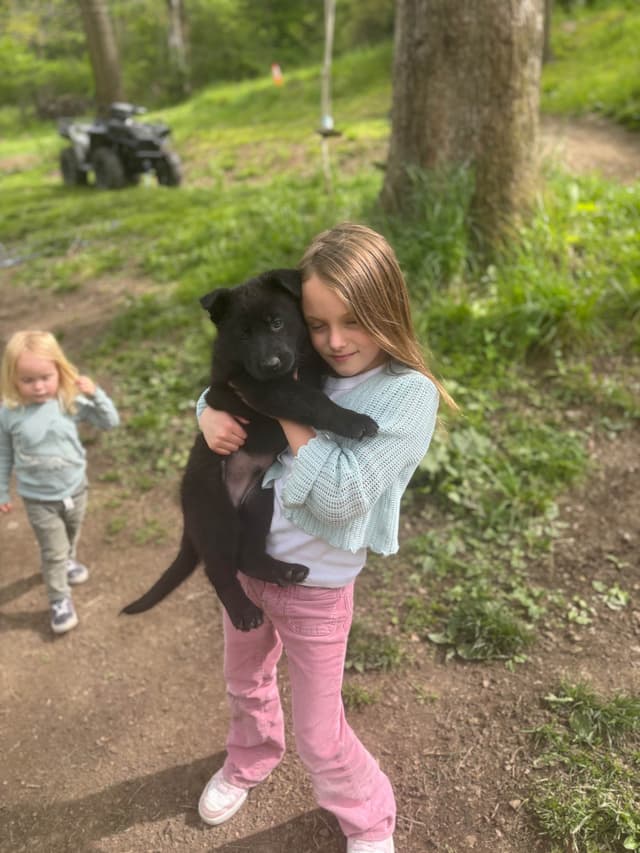 1 Gorgeous, all black, working line, German Shepherd media 14