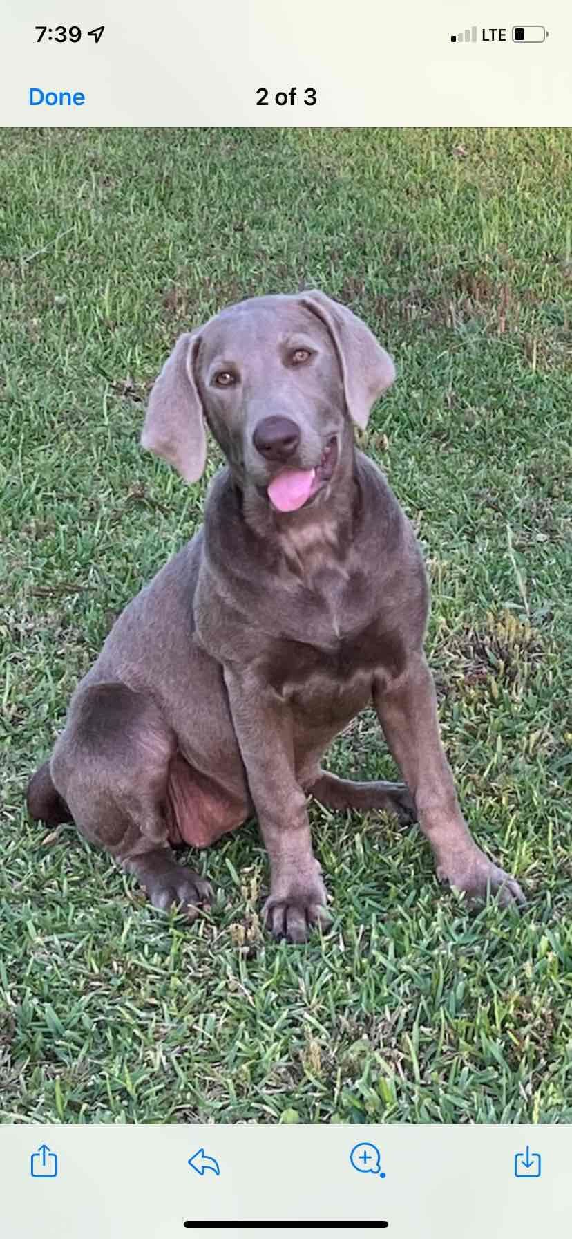 Labrador Retriever Puppies taking deposits to hold breeder image 3
