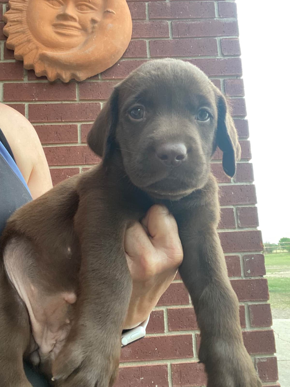 Labrador Retriever Puppies taking deposits to hold breeder image 2