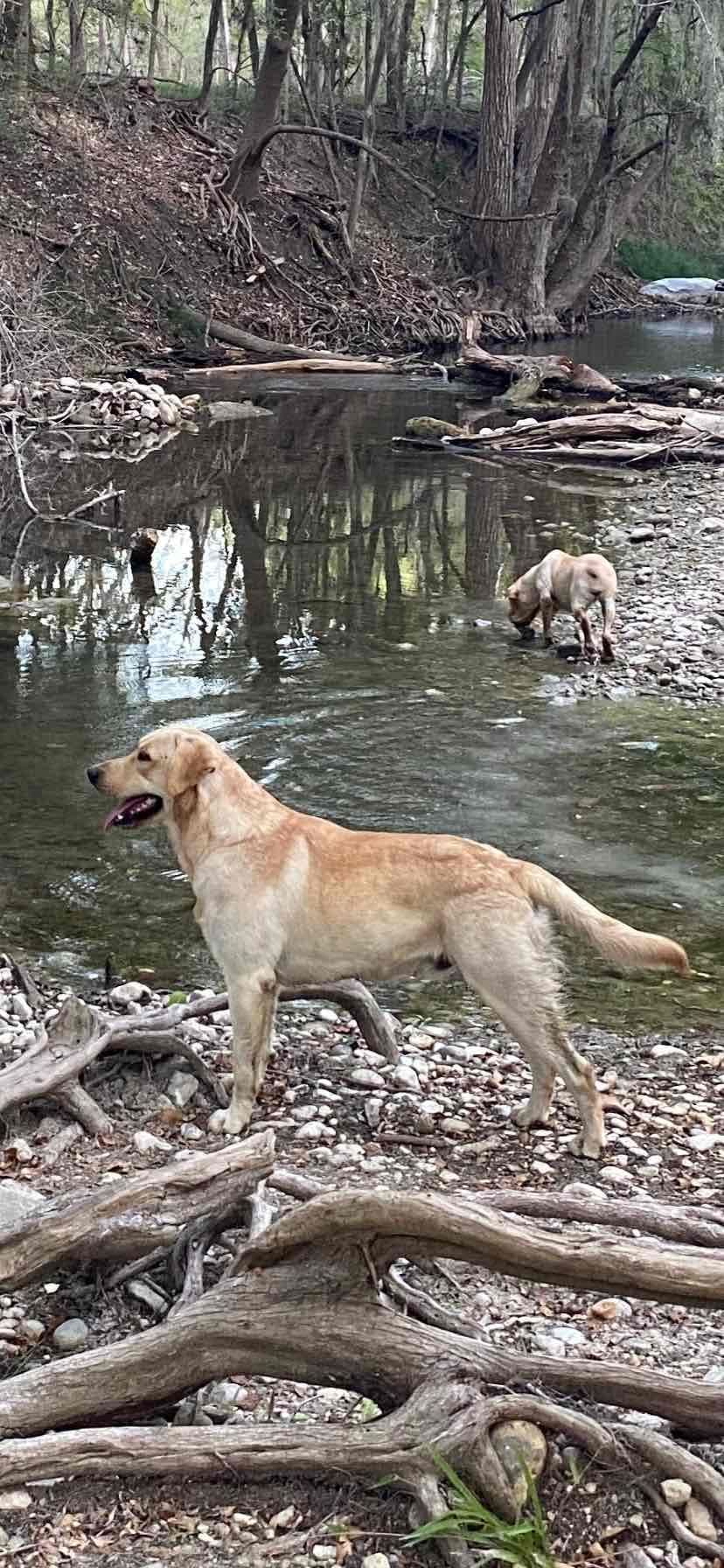 Labrador Retriever Puppies taking deposits to hold breeder image 6