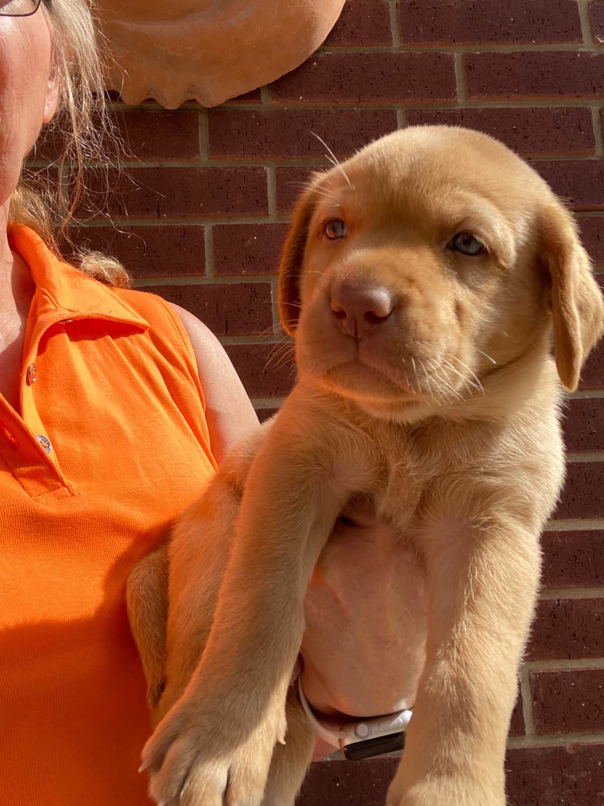 Labrador Retriever Puppies taking deposits to hold breeder image 4