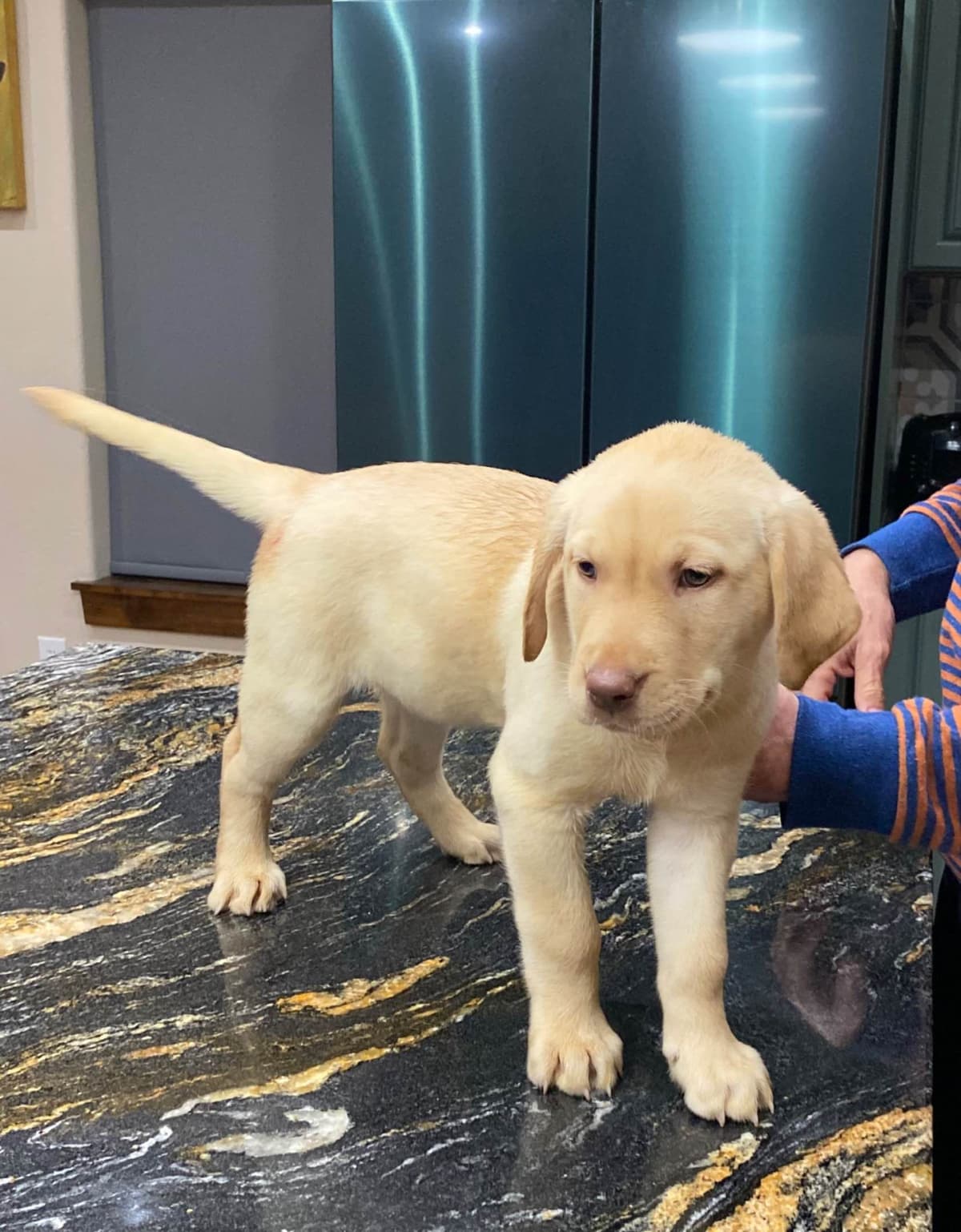 Labrador Retriever Puppies taking deposits to hold breeder image 11